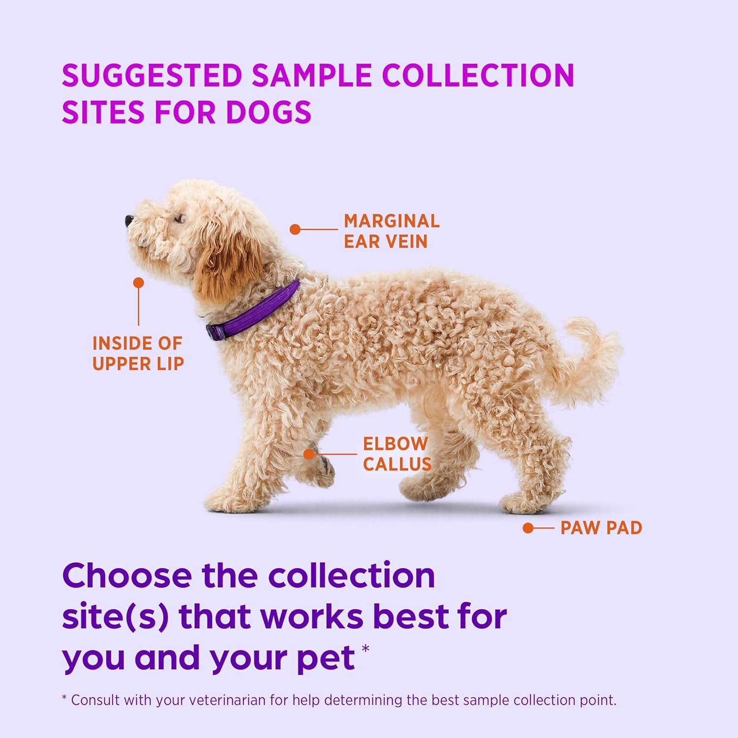 AlphaTrak 3 Test Strips for Use with AT3 Blood Glucose Monitoring System for Cats, Dogs, and Horses, 50 Count