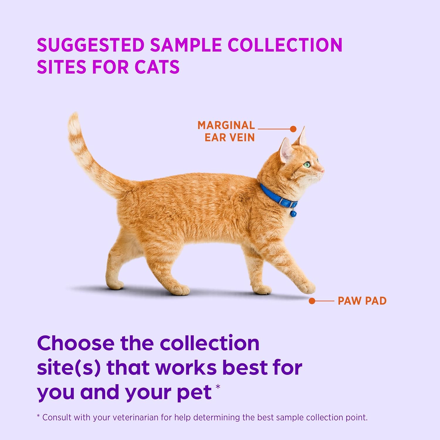 AlphaTrak 3 Test Strips for Use with AT3 Blood Glucose Monitoring System for Cats, Dogs, and Horses, 50 Count