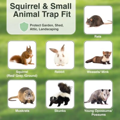 HOMESTEAD Heavy Duty Live Trap – Professional Style One-Door Live Animal Traps for Rabbit, Squirrel, Possum, Skunk, Kitten, Mink Small